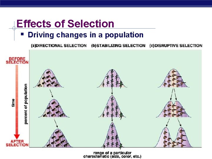 Effects of Selection Driving changes in a population 