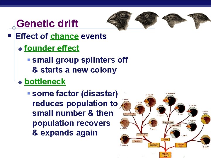 Genetic drift Effect of chance events founder effect small group splinters off & starts