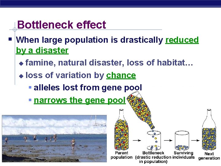 Bottleneck effect When large population is drastically reduced by a disaster famine, natural disaster,