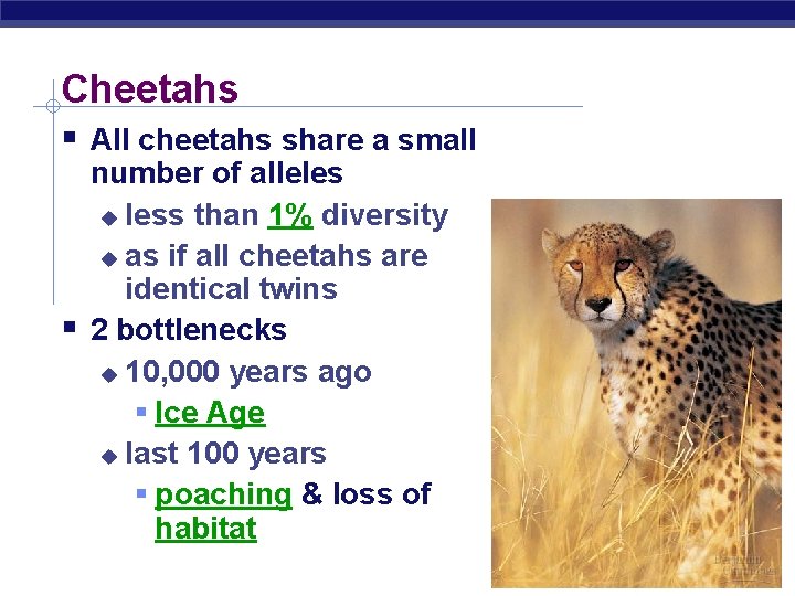 Cheetahs All cheetahs share a small number of alleles less than 1% diversity as