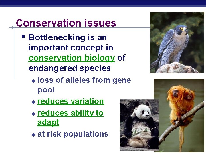 Conservation issues Bottlenecking is an important concept in conservation biology of endangered species loss