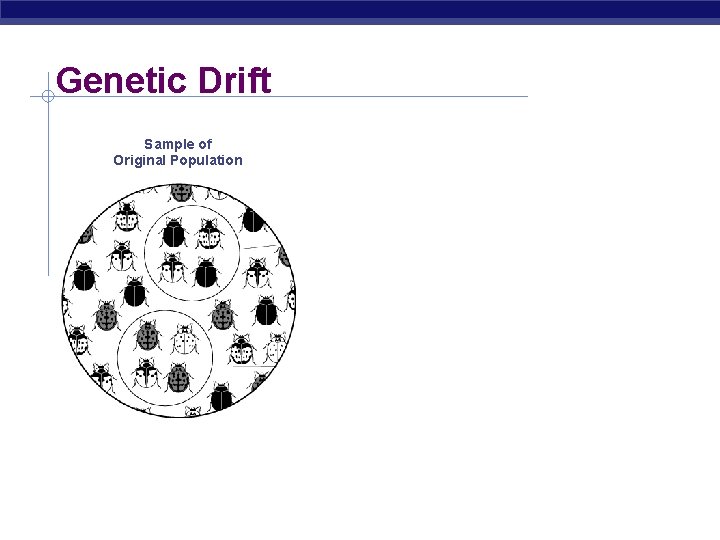 Genetic Drift Sample of Original Population Descendants Founding Population A Founding Population B 