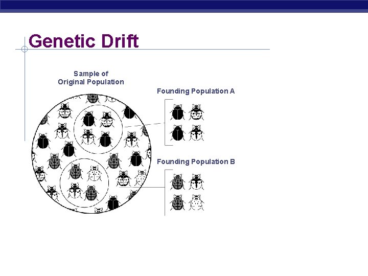 Genetic Drift Sample of Original Population Descendants Founding Population A Founding Population B 