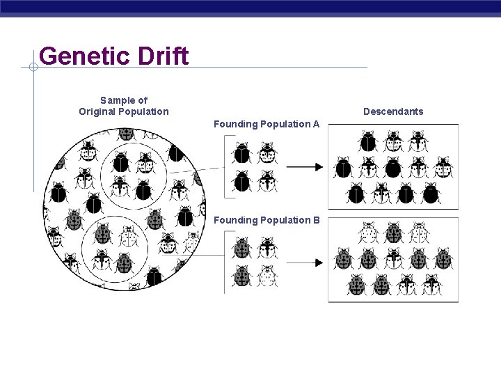 Genetic Drift Sample of Original Population Descendants Founding Population A Founding Population B 