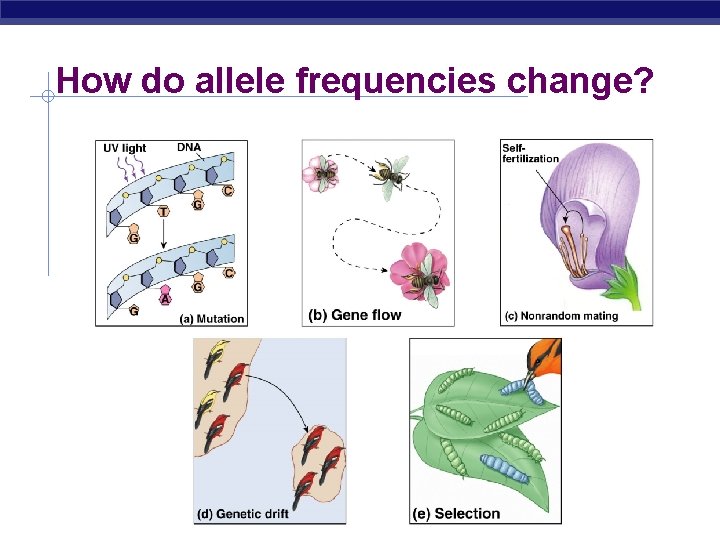 How do allele frequencies change? 