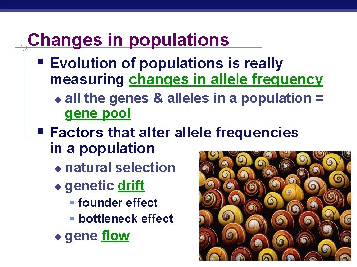 Changes in populations Evolution of populations is really measuring changes in allele frequency all