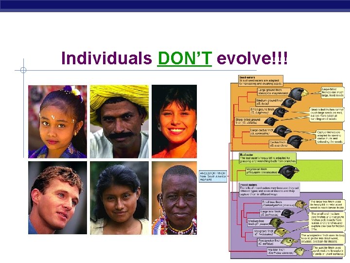 Individuals DON’T evolve!!! 