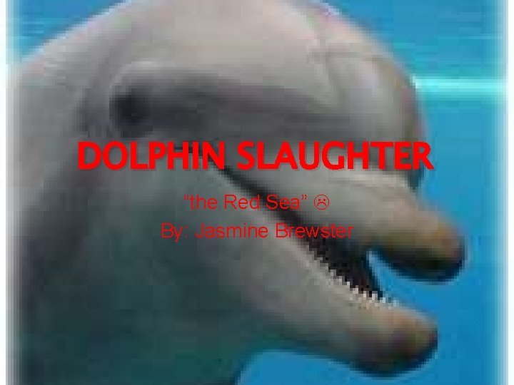 DOLPHIN SLAUGHTER “the Red Sea” By: Jasmine Brewster 