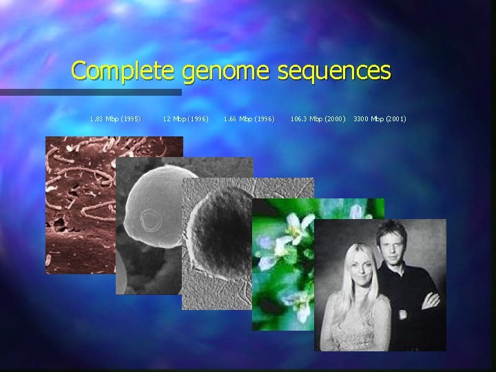 Complete genome sequences 1. 83 Mbp (1995) 12 Mbp (1996) 1. 66 Mbp (1996)