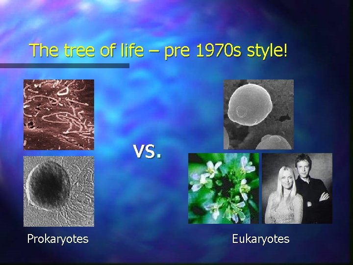 The tree of life – pre 1970 s style! vs. Prokaryotes Eukaryotes 