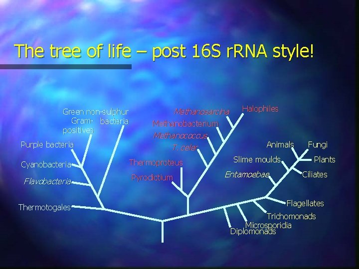 The tree of life – post 16 S r. RNA style! Green non-sulphur Gram-