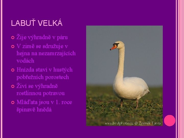 LABUŤ VELKÁ Žije výhradně v páru V zimě se sdružuje v hejna na nezamrzajících