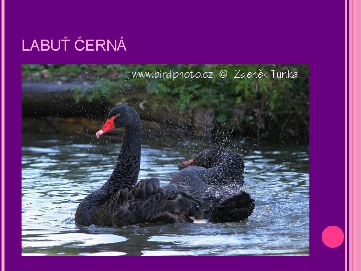 LABUŤ ČERNÁ 