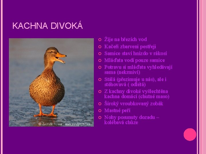KACHNA DIVOKÁ Žije na březích vod Kačeři zbarveni pestřeji Samice staví hnízdo v rákosí