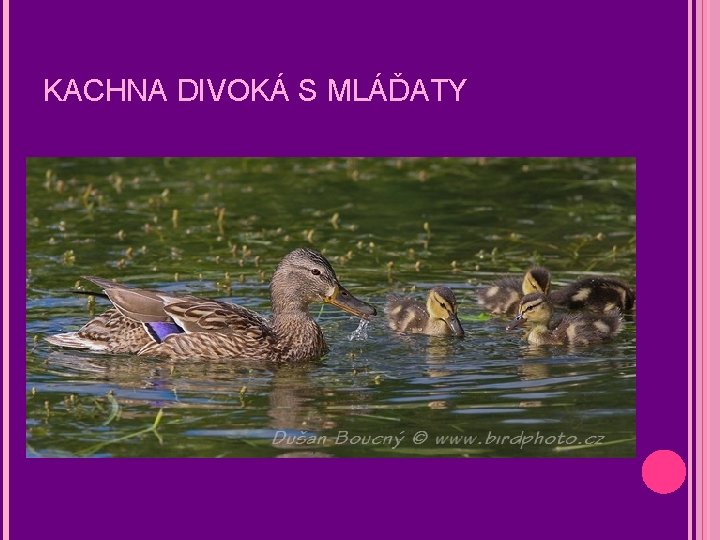KACHNA DIVOKÁ S MLÁĎATY 