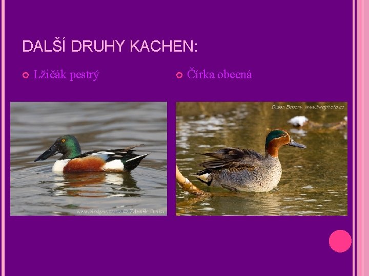 DALŠÍ DRUHY KACHEN: Lžičák pestrý Čírka obecná 