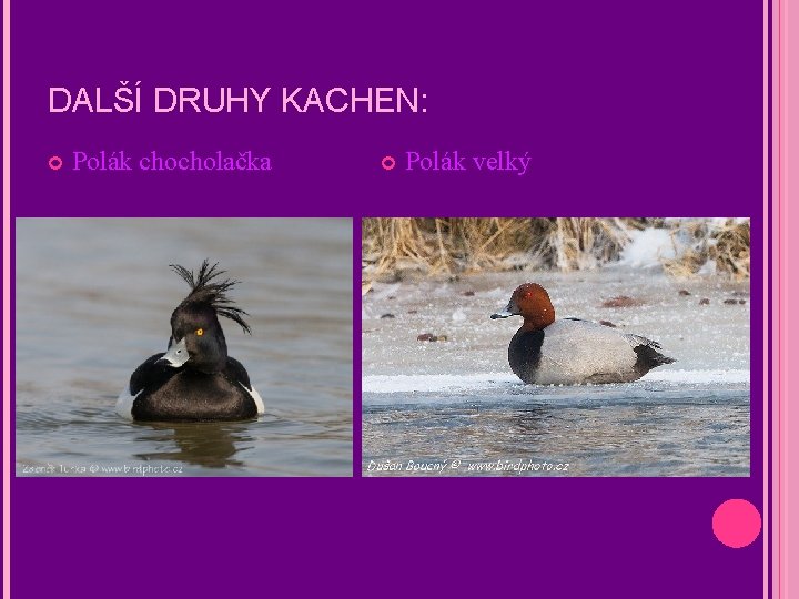 DALŠÍ DRUHY KACHEN: Polák chocholačka Polák velký 