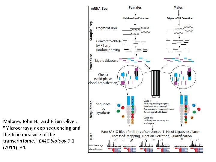 Malone, John H. , and Brian Oliver. "Microarrays, deep sequencing and the true measure