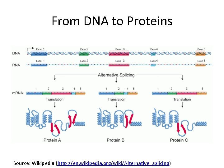 From DNA to Proteins Source: Wikipedia (http: //en. wikipedia. org/wiki/Alternative_splicing) 