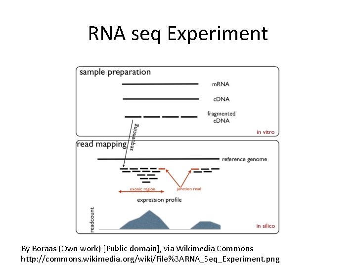 RNA seq Experiment By Boraas (Own work) [Public domain], via Wikimedia Commons http: //commons.