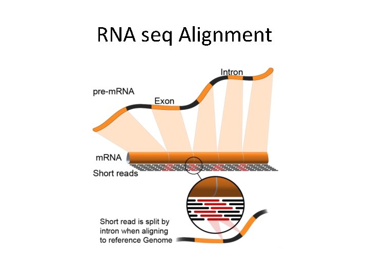 RNA seq Alignment 