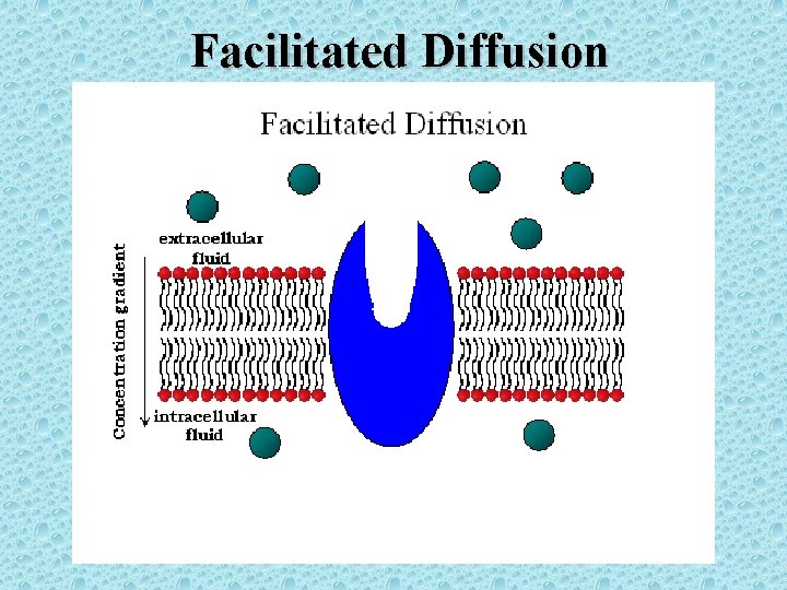 Facilitated Diffusion 