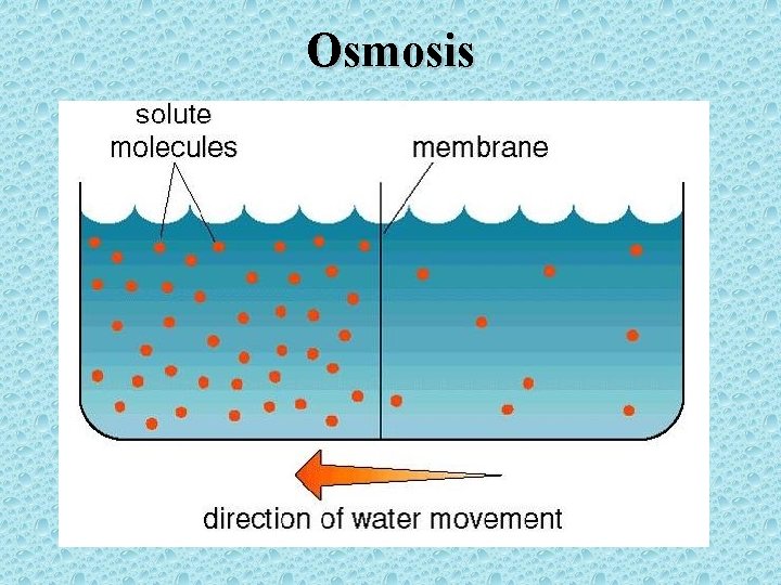 Osmosis 