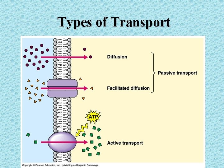 Types of Transport 