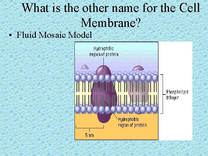 What is the other name for the Cell Membrane? • Fluid Mosaic Model 