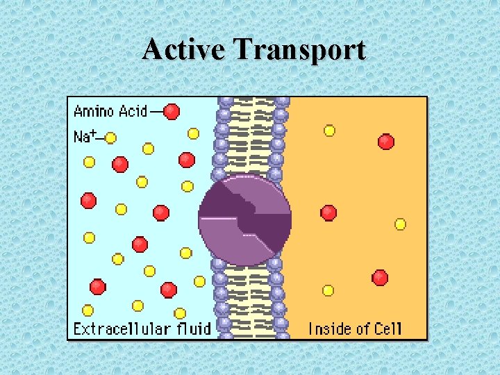 Active Transport 