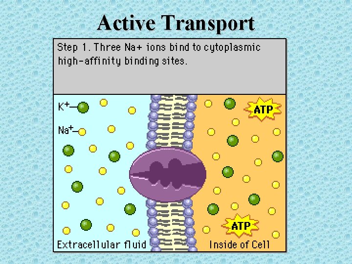 Active Transport 