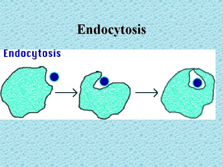 Endocytosis 