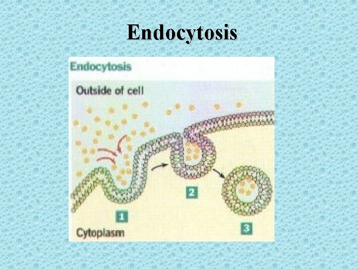 Endocytosis 