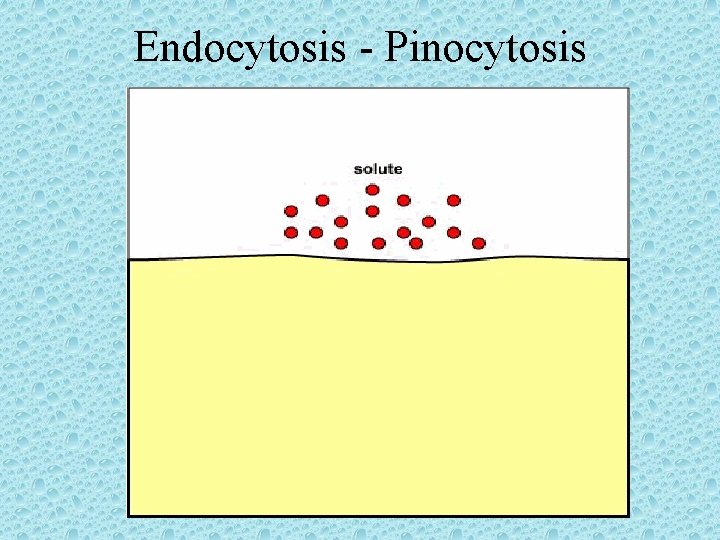 Endocytosis - Pinocytosis 