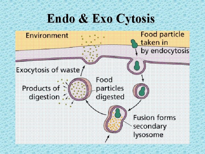 Endo & Exo Cytosis 