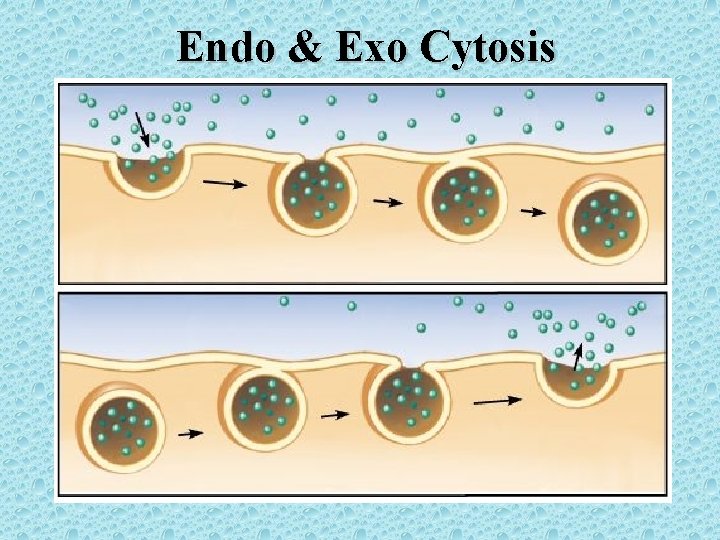 Endo & Exo Cytosis 