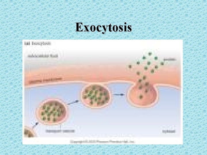 Exocytosis 