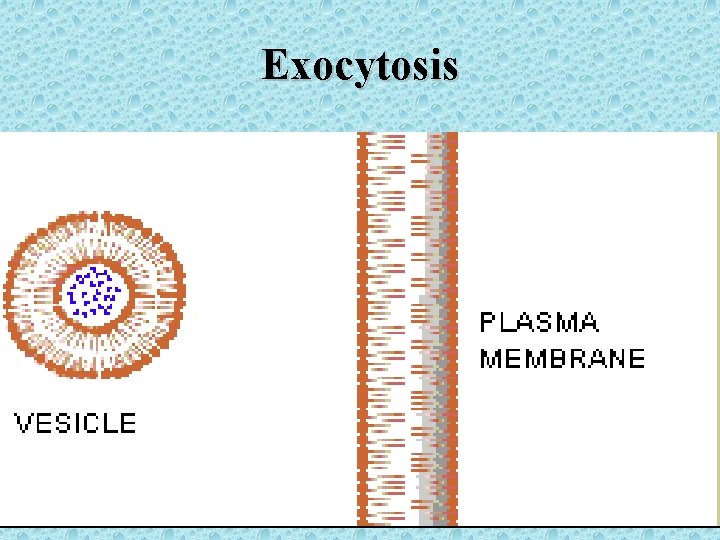 Exocytosis 