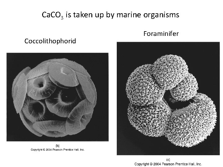 Ca. CO 3 is taken up by marine organisms Coccolithophorid Foraminifer 
