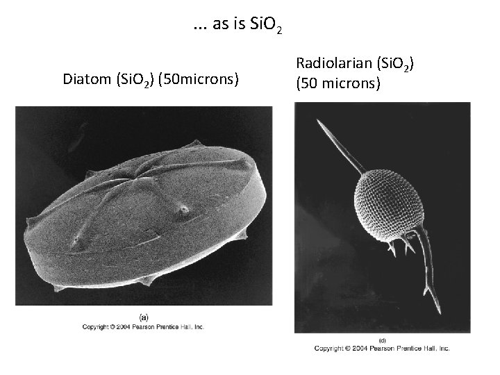 . . . as is Si. O 2 Diatom (Si. O 2) (50 microns)