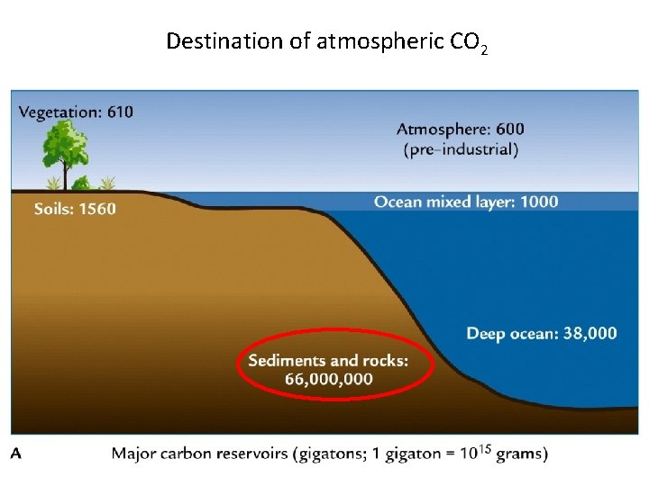 Destination of atmospheric CO 2 Carbon reservoirs today 
