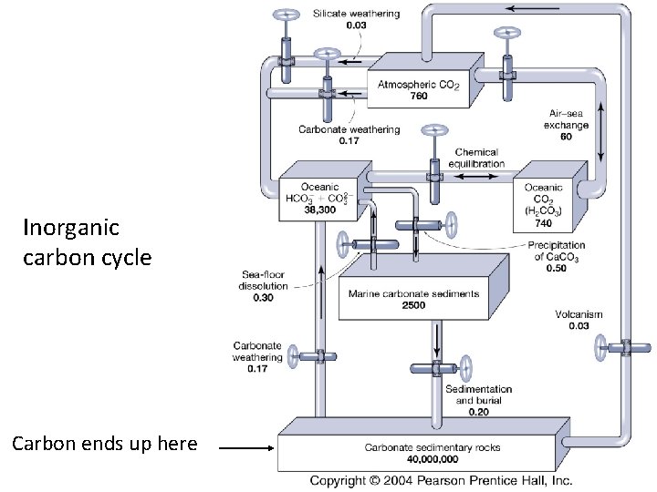 Inorganic carbon cycle Carbon ends up here 