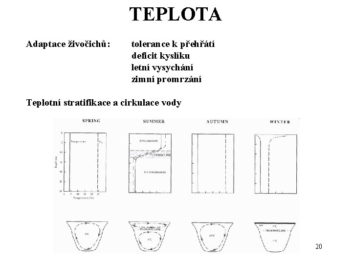 TEPLOTA Adaptace živočichů: tolerance k přehřátí deficit kyslíku letní vysychání zimní promrzání Teplotní stratifikace TEPLOTA Adaptace živočichů: tolerance k přehřátí deficit kyslíku letní vysychání zimní promrzání Teplotní stratifikace