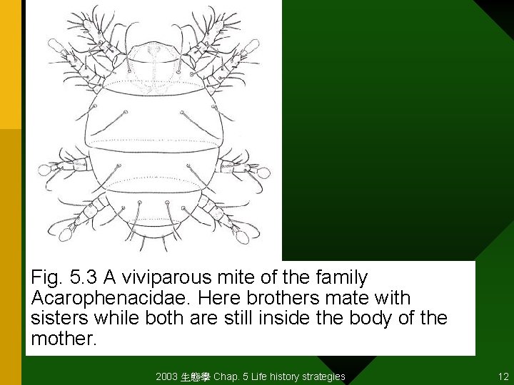 Fig. 5. 3 A viviparous mite of the family Acarophenacidae. Here brothers mate with