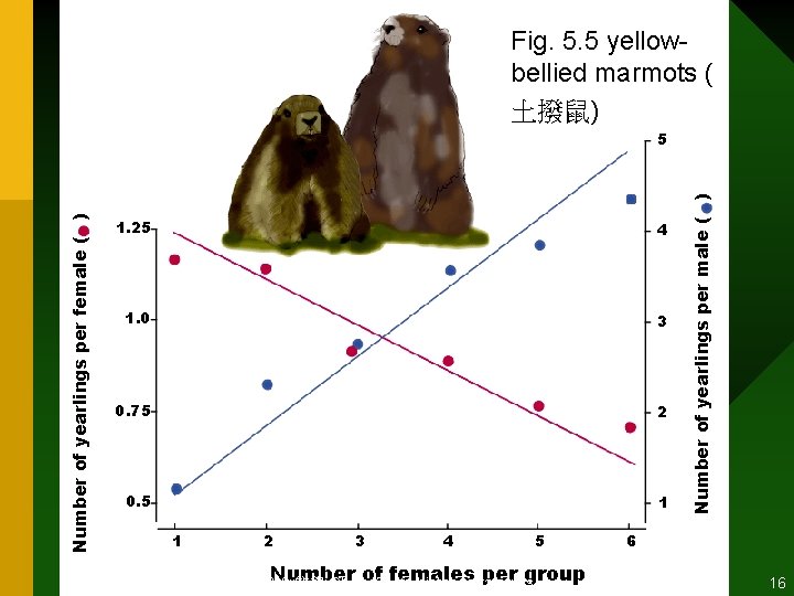 Fig. 5. 5 yellowbellied marmots ( 土撥鼠) 1. 25 4 1. 0 3 0.
