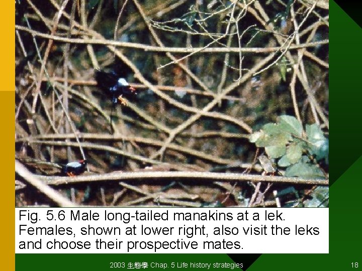 Fig. 5. 6 Male long-tailed manakins at a lek. Females, shown at lower right,