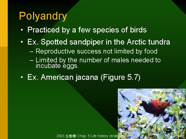 Polyandry • Practiced by a few species of birds • Ex. Spotted sandpiper in