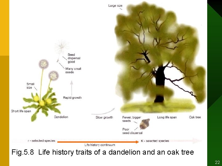 Fig. 5. 8 Life history traits of a dandelion and an oak tree 2003