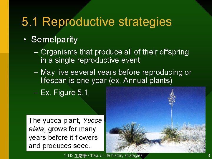 5. 1 Reproductive strategies • Semelparity – Organisms that produce all of their offspring