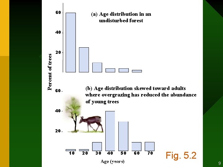 60 (a) Age distribution in an undisturbed forest Percent of trees 40 20 (b)